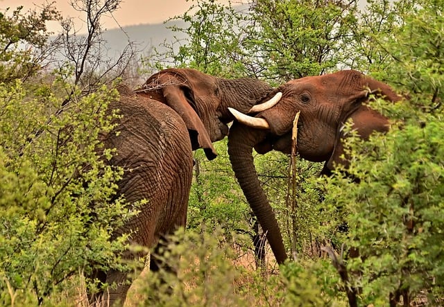 Twee olifanten in een natuurpark in Afrika