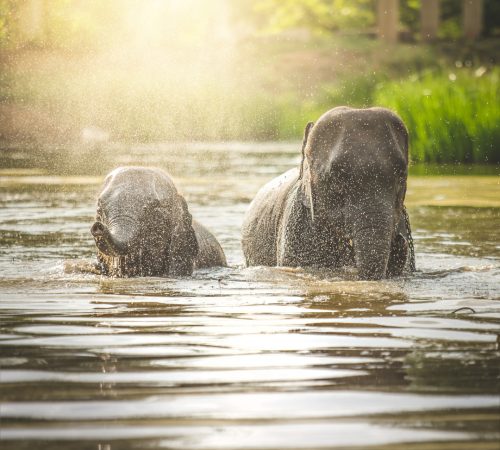 Addo elephants park 3 westboundtravel