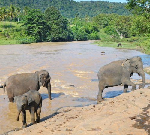 Ado elephants park 2 westboundtravel