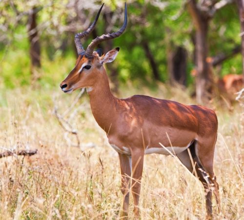 Antilope Kruger park westboundtravel