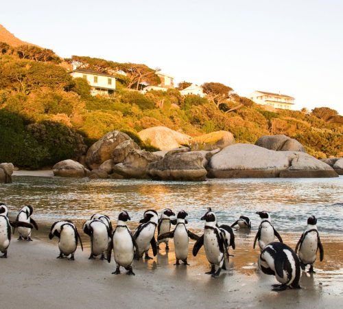 Boulders beach penguins westboundtravel