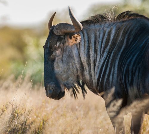 Buffel Kruger park westboundtravel