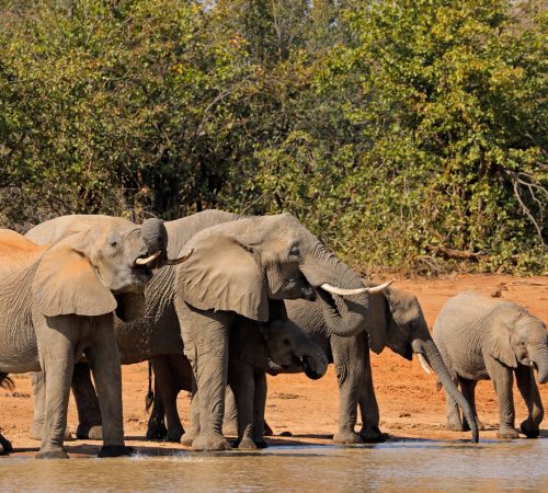 Elephants drinking 2 westboundtravel