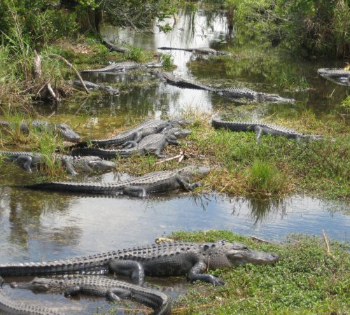 Everglades