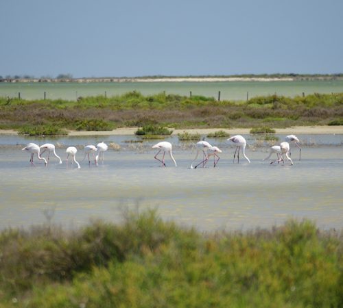 Flamingo's in de Camargue dag 4 wbt fiets provence