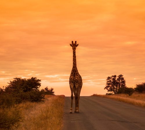 Giraffe Kruger park westboundtravel