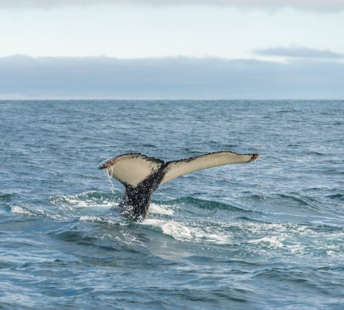 Hermanus westboundtravel