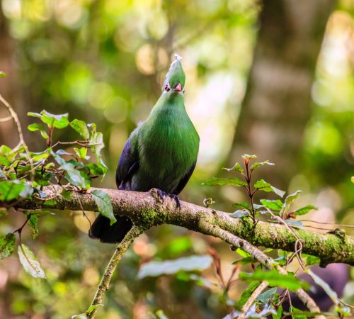 Knysna Papegaai westboundtravel