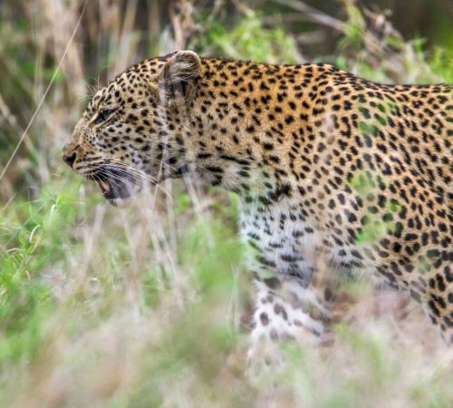 Leopard Kruger park westboundtravel