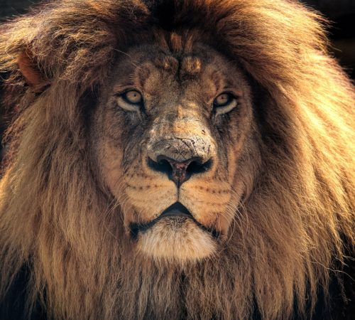 Lion westboundtravel