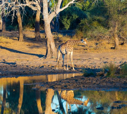 Mapungubwe Narional Park Giraf westboundtravel