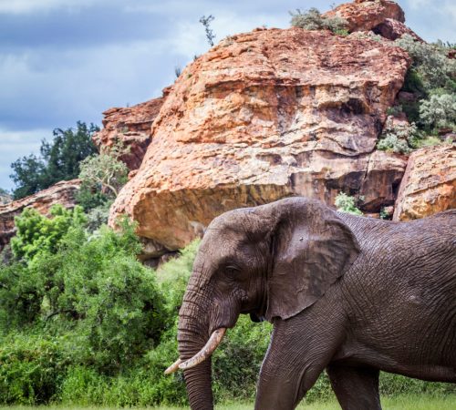 Mapungubwe elephant westboundtravel