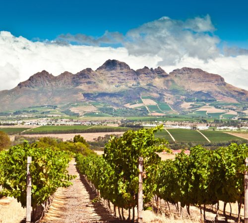 Stellenbosch vineyards westboundtravel