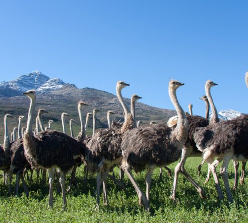 Struisvogelfarm Oudtshoorn westboundtravel