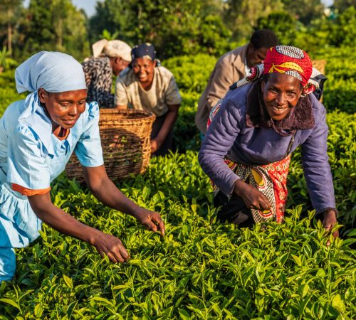Tzaneen Tea Plantation westboundtravel
