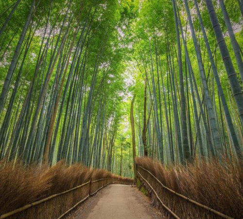 WBT-Japan-S3_Bamboebos