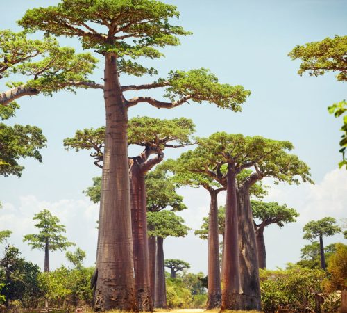 WBT-Madagascar-Baobab-S2