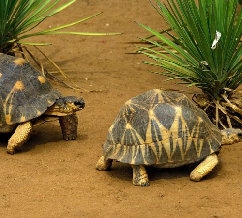 WBT-Madagascar-Compleet-11