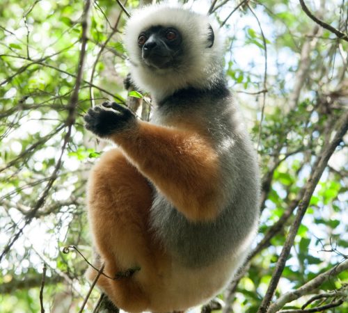 WBT-Madagascar-Compleet-13