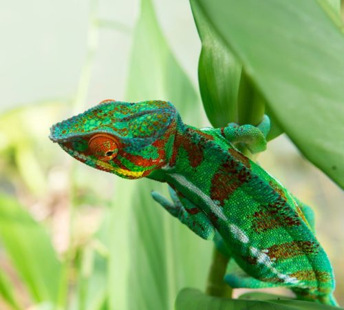 WBT-Madagascar-Compleet-15