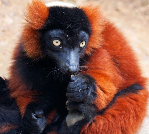 WBT-Madagascar-Compleet-19