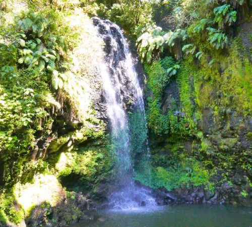 WBT-Madagascar-Jungle-forest-S4