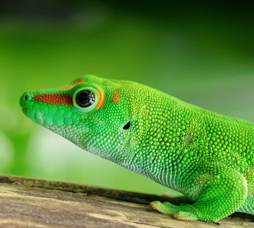 WBT-Madagascar-Lizard-S5