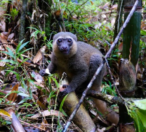 WBT-Madagascar-Pangalanes-166