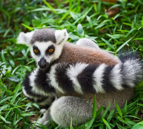 WBT-Madagascar-Pangalanes-168