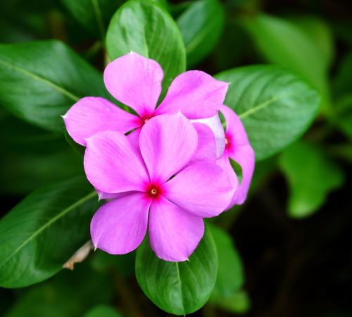 WBT-Madagascar-Pangalanes-171