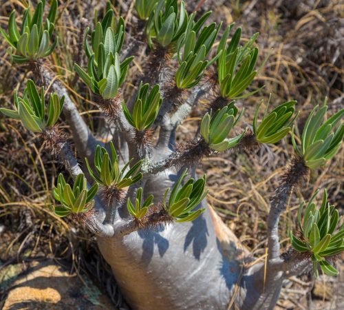 WBT-Madagascar-Pangalanes-172
