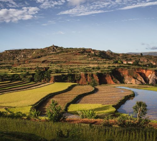 WBT-Madagascar-Rice-fields-S6