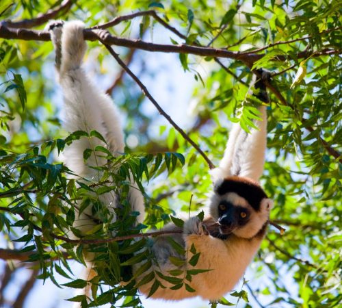 WBT-Madagascar-makabi-S8