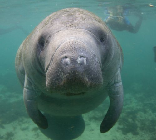 WBT Slide Crystal River 2