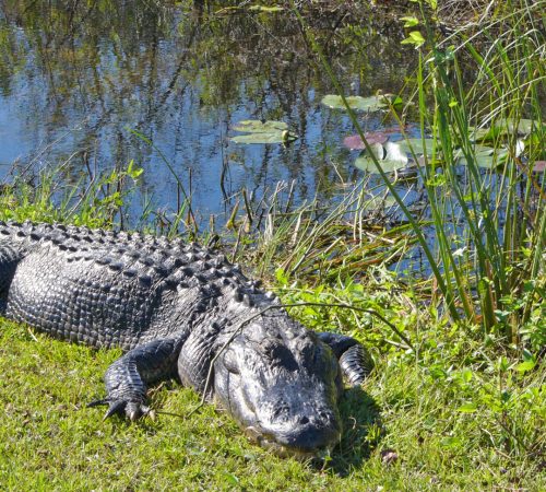 WBT Slide Everglades 2