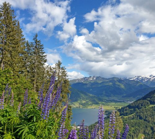 WBT WND Salzburger 8d V56