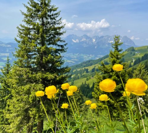 WBT WND Salzburger 8d V57