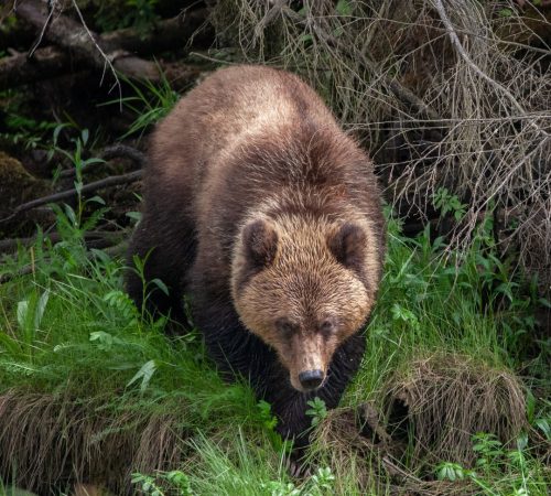 WBT_Canada-Best-Wildlife