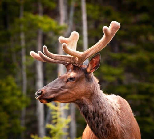 WBT_Canada-Highlights-151