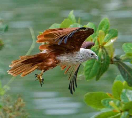 WBT_Vietnam-Noord_S10