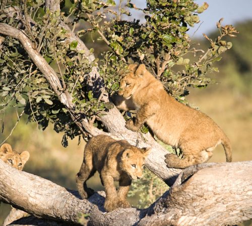 Young lion on a tree 2 westboundtravel