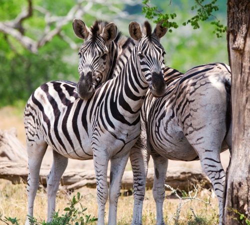 Zebra Kruger park 2 westboundtravel