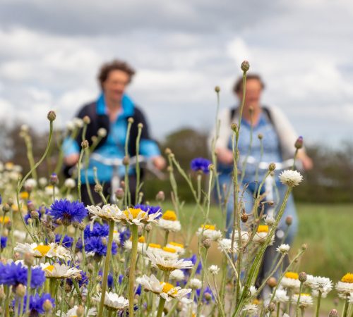 terschelling fiets wbt 3