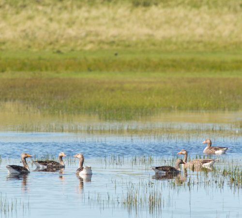 wandel terschelling wbt 1