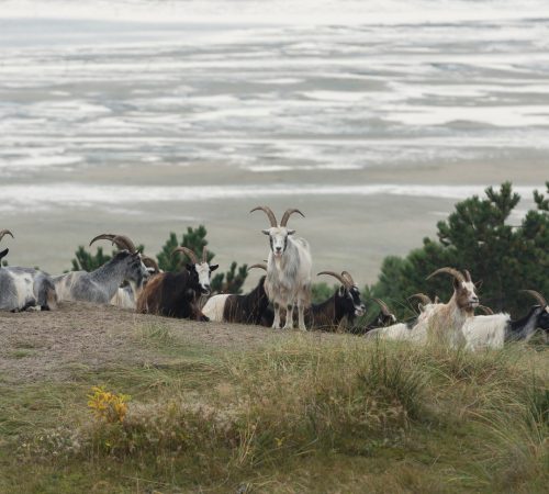 wandel terschelling wbt 6